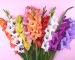 Beautiful gladiolus flowers on trendy pink background. Flat lay style with place for your text.